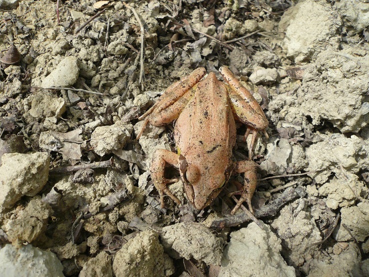 rana - Rana dalmatina